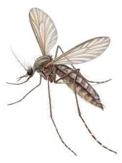 Imagen PNG para descargar